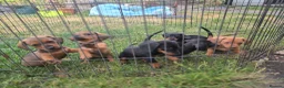 Dachshund dogs for sale: 4 MINIATURE DASCHOUNDS LEFT  - Advert 6
