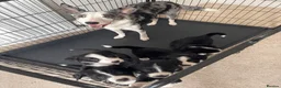 Mixed Breed dogs for sale: Outstanding Bordernese puppies ready this weekend - Advert 8