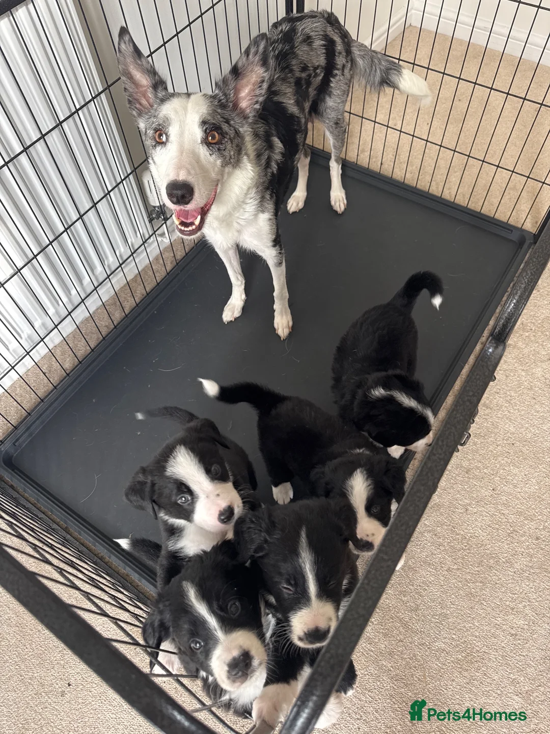 Mixed Breed dogs for sale: Outstanding Bordernese puppies ready this weekend - Advert 8