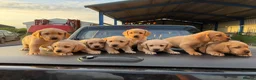 Cockerdor dogs for sale: Friendly Cockerdor pups🧡 in Preston - Advert 9