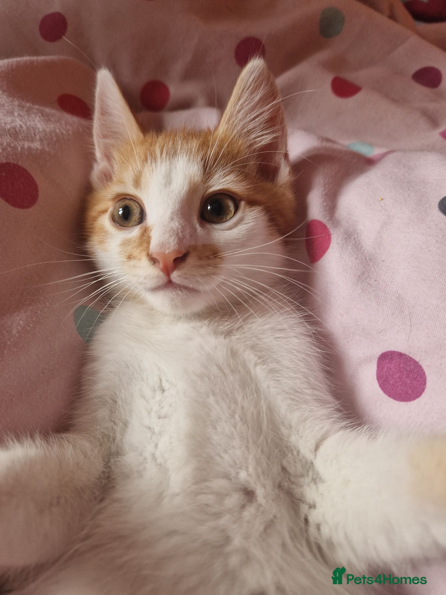 Mixed Breed cats ⭐️Siberian cross ⭐️ - Advert 2