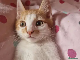 Mixed Breed cats ⭐️Siberian cross ⭐️ - Advert 2
