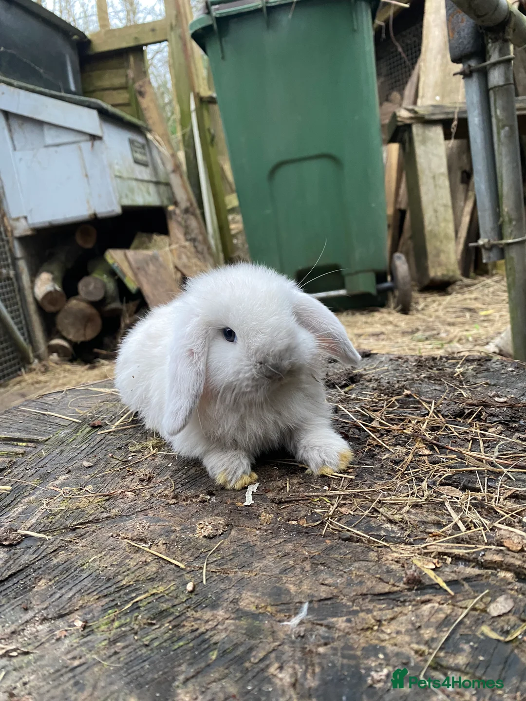 Mini Lop rabbits for sale: 100% Pure Family Bred Seal Point Mini Lop Bunnies - Advert 1