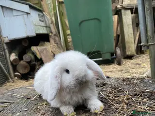 Mini Lop rabbits 100% Pure Family Bred Seal Point Mini Lop Bunnies - Advert 1