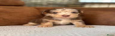 Jackapoo Puppy 3