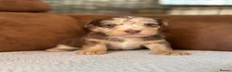 Jackapoo dogs for sale: 4th Gen merle jackapoo puppies (much wenlock)  - Advert 8