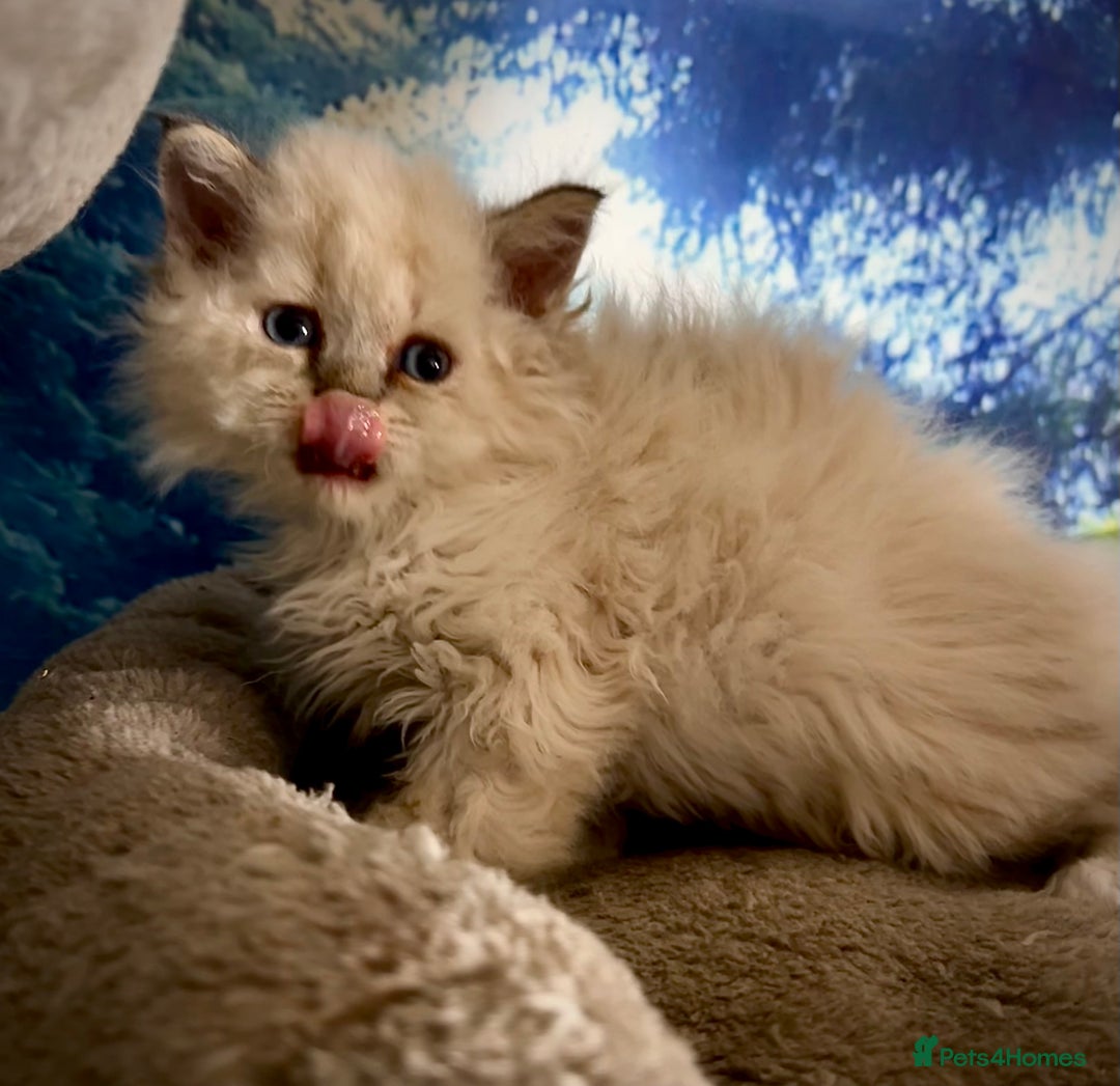 Selkirk Rex cats for sale: Gorgeous Selkirk Rex kittens - Image 2