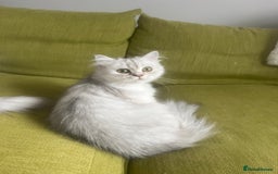 Persian cats for sale: PERSIAN CHINCHILLA - Image 2