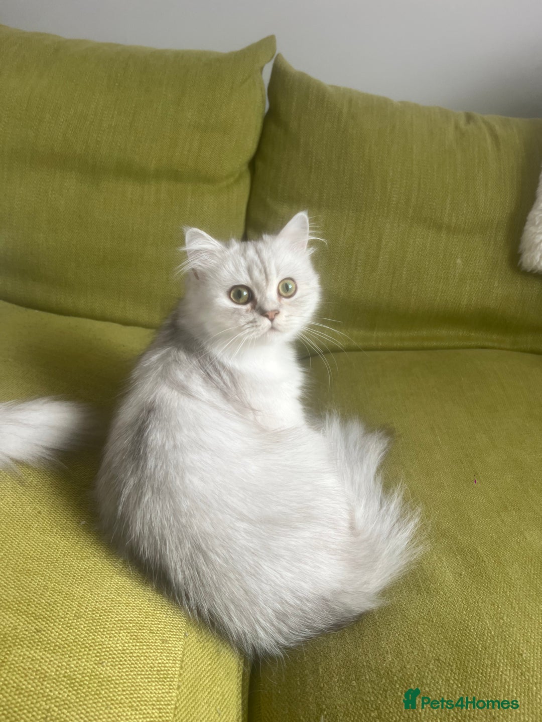Persian cats for sale: PERSIAN CHINCHILLA - Image 2