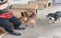 Mixed Breed dogs for adoption: Jenny, 18 months. Available for adoption. - Image 4