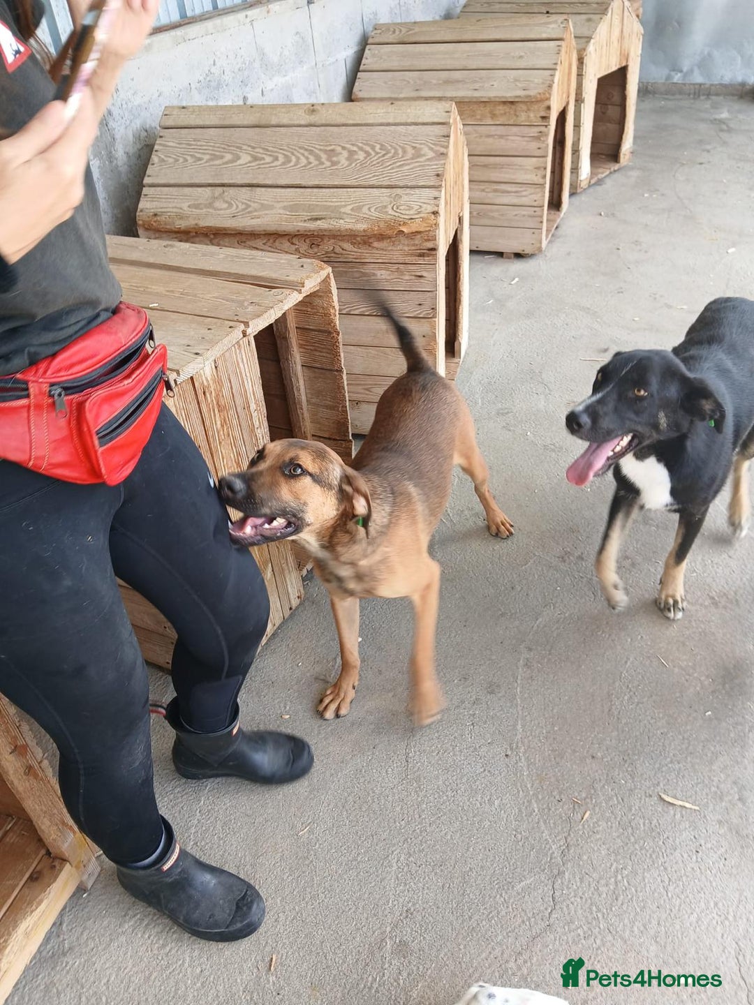 Mixed Breed dogs for adoption: Jenny, 18 months. Available for adoption. - Image 4