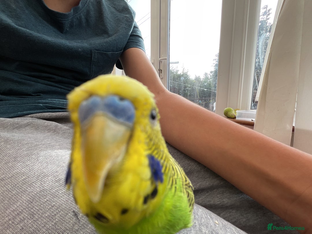 Budgerigars birds for sale: 🐦 Tame English Budgie + Full Setup (3yr Old Male) - Image 9