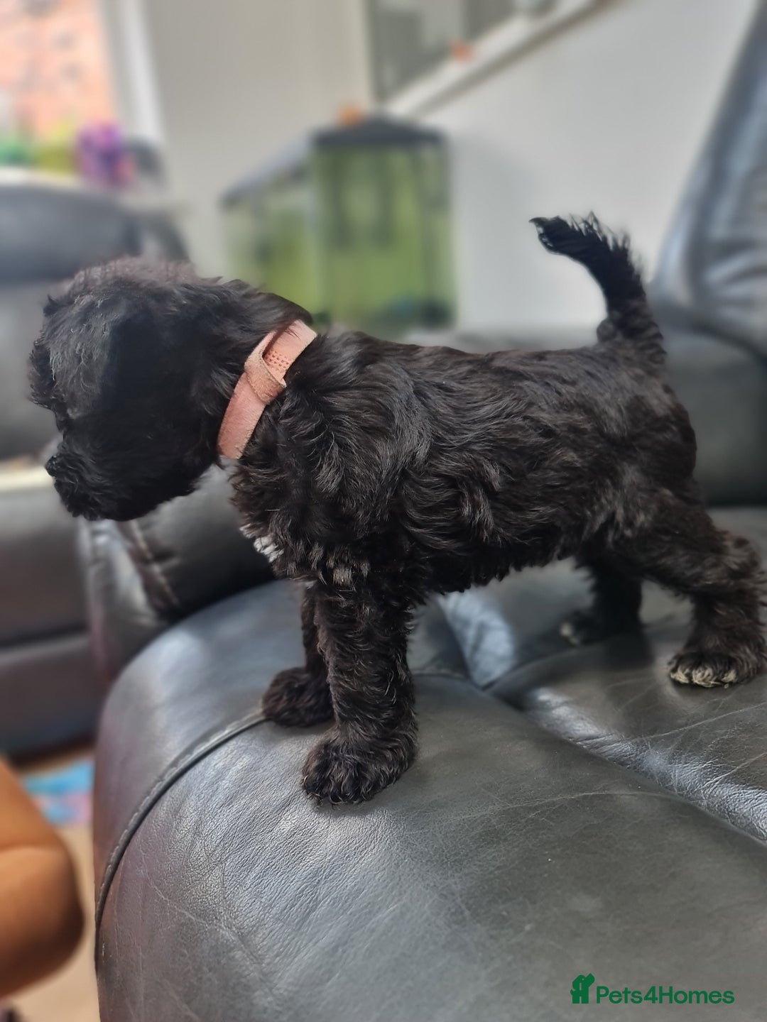 Miniature Schnauzer dogs for sale: Miniature Schnauzer Puppies KC Registered. 5M 2Fm - Image 17