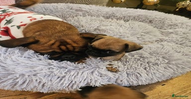 Mixed Breed dogs Puffin Puppies - Advert 11