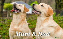 Labrador Retriever dogs for sale: 🐾 Adorable Yellow Labrador Puppies for Sale! 🐾 - Image 10
