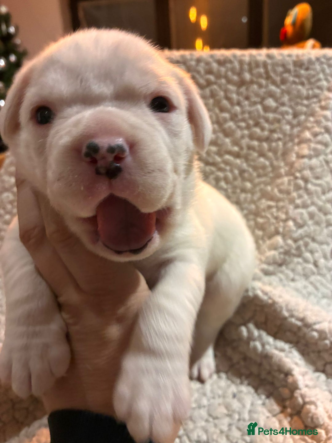 Boxer dogs for sale: Kc ref boxers bobtail pups available  - Advert 7