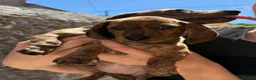 Miniature Dachshund dogs for sale: READ NOW litter of miniature dachshunds  - Advert 17