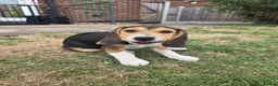 Beagle dogs for sale: Beautiful Beagle Puppies Looking For A Loving Home - Advert 14