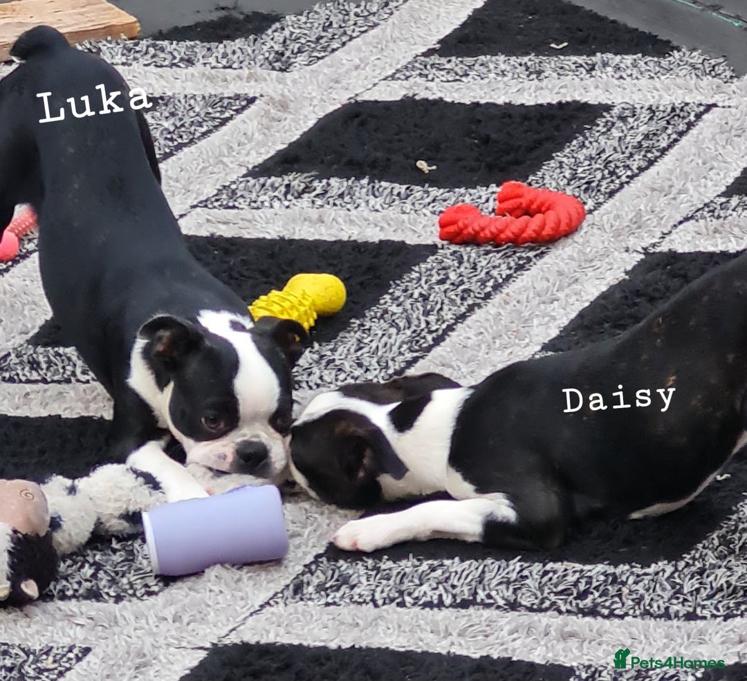 Boston Terrier dogs for sale: Need home,s ASAP  - Image 10