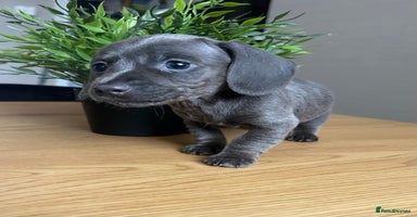 Miniature Dachshund dogs - Advert 5