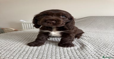 Cocker Spaniel dogs - Advert 8