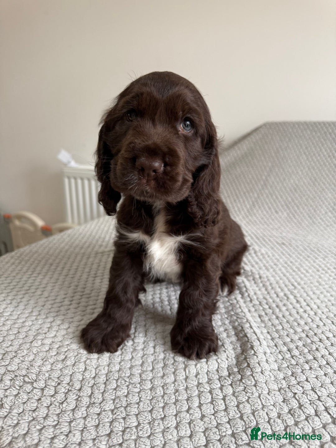 Cocker Spaniel dogs for sale: Beautiful show cocker spaniel puppy - Image 2