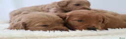 Mini Goldendoodle dogs for sale: F1 Miniature Goldendoodle’s - Advert 24