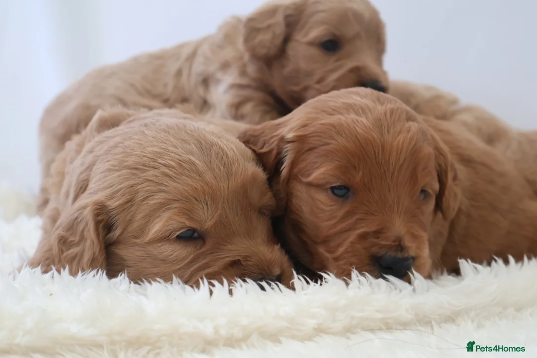 Mini Goldendoodle dogs for sale: F1 Miniature Goldendoodle’s - Advert 24