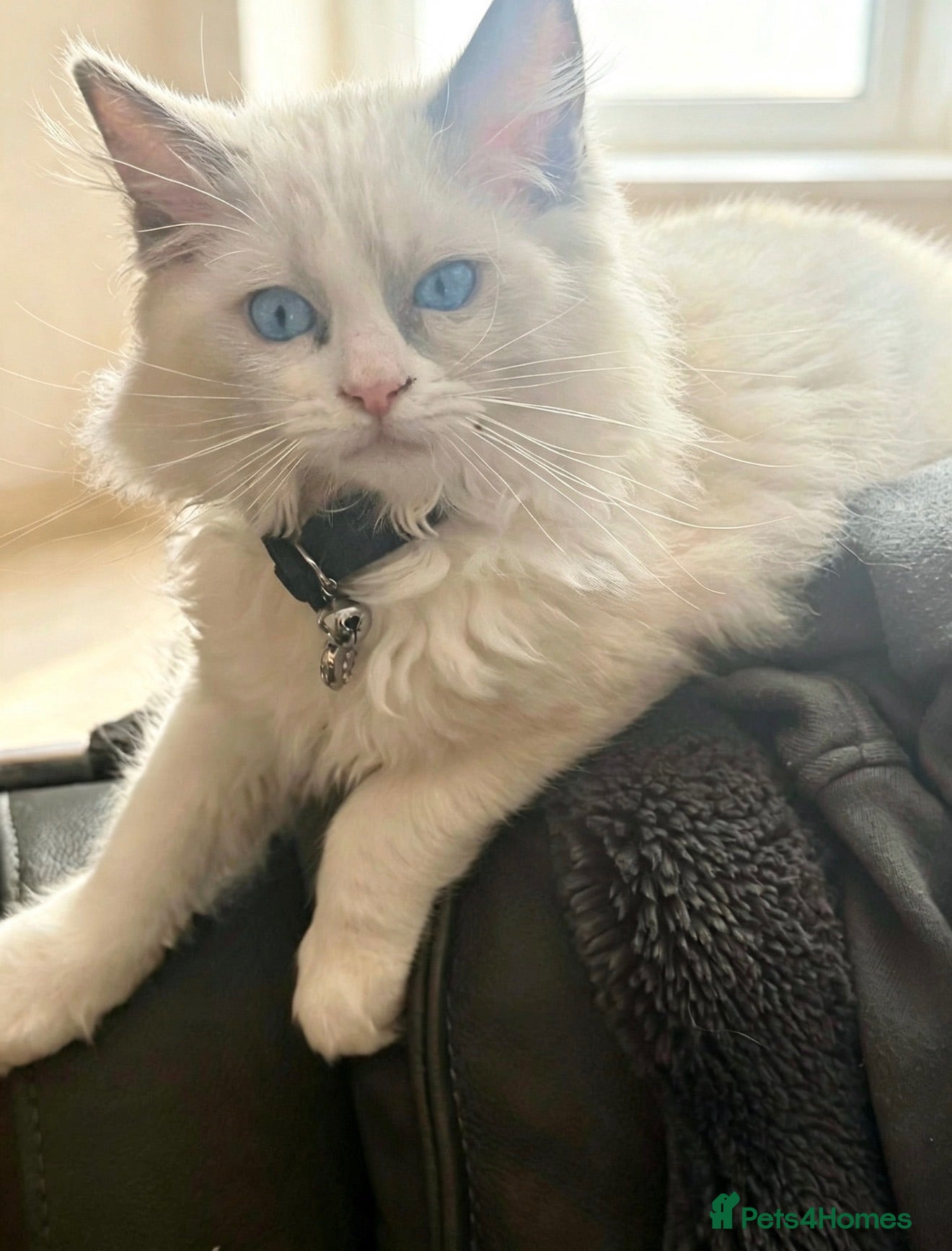 Ragdoll cats Beautiful Boy ragdoll  - Advert 8