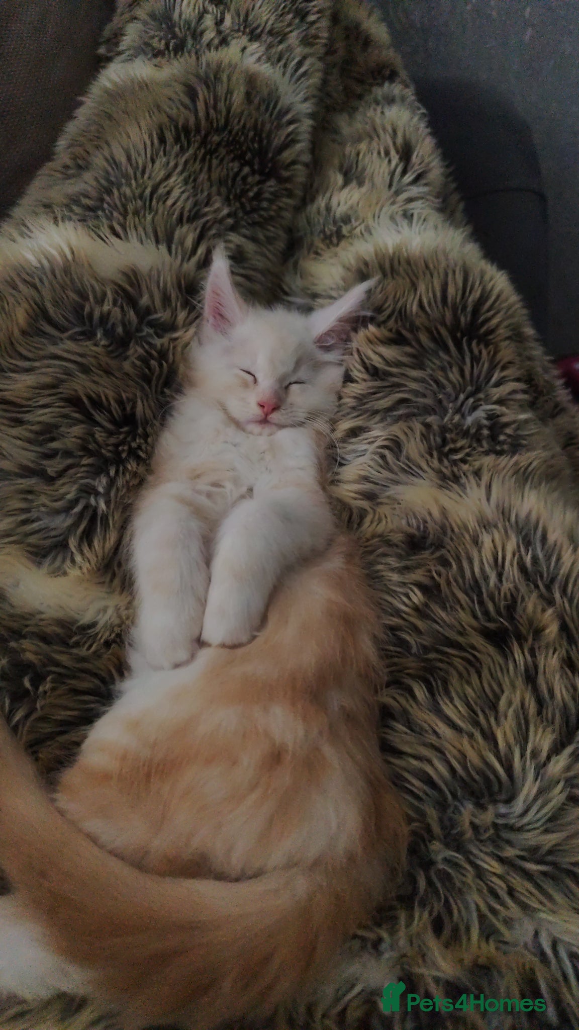 Maine Coon cats Beautiful Bear - Advert 1