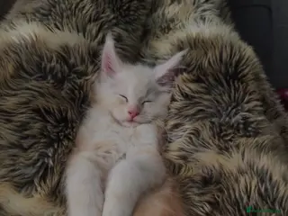 Maine Coon cats Beautiful Bear - Advert 7