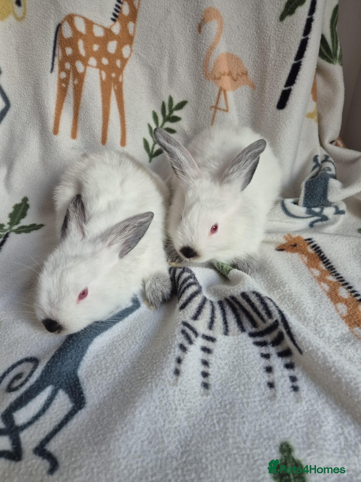 Californian rabbits Californian White Buck Kits - READY 18TH JUNE - Advert 3