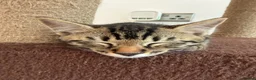 Bengal cats for sale: Beautiful Bengal kittens - only 2 left!  - Advert 3