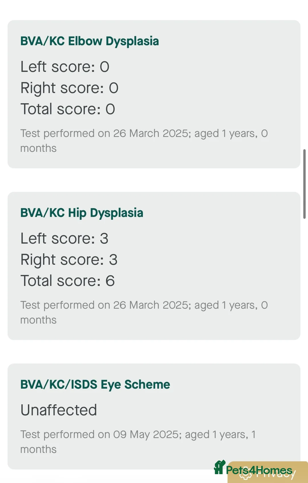 Labrador Retriever dogs for stud: DAPPER ALBERT, available now! - Advert 7