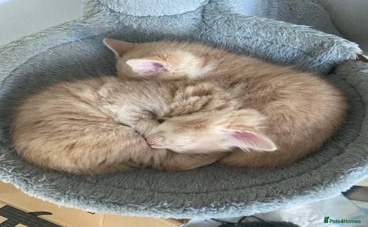 Mixed Breed cats - Advert 10