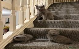 British Shorthair cats for sale: British shorthair - Image 5