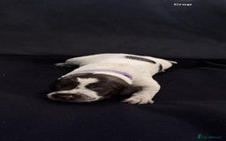 German Wirehaired Pointer dogs for sale: Beautiful GWP's for sale KC Registered - Image 12