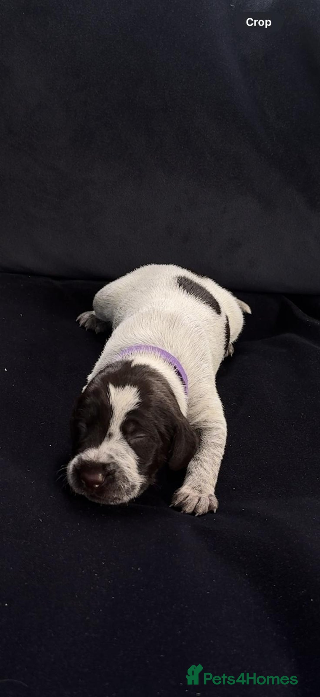 German Wirehaired Pointer dogs for sale: Beautiful GWP's for sale KC Registered - Image 12