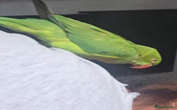 Ringnecks birds for sale: Indian ringneck  - Image 3