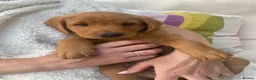 Labrador Retriever dogs for sale: 8 Stunning Fox Red & Black Labrador Puppies in Walsall - Advert 16