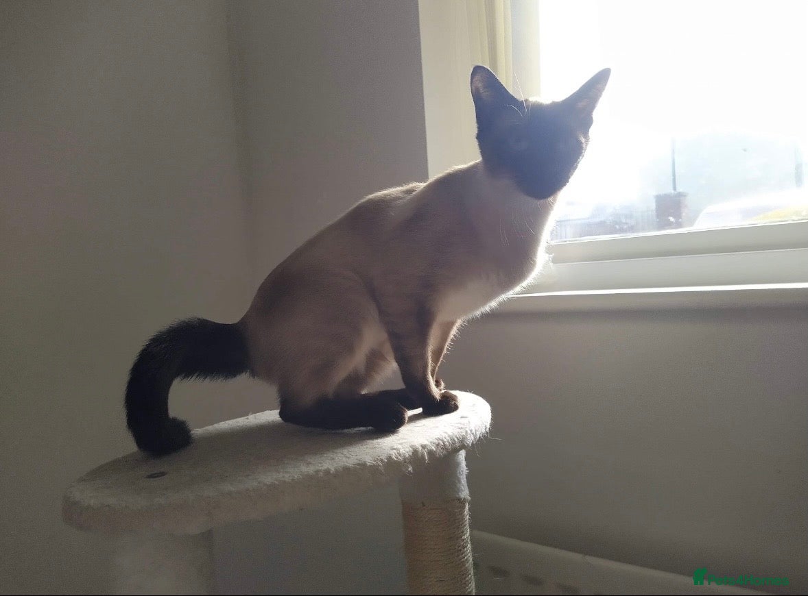 Siamese cats for sale: Stunning Siamese kittens  - Advert 22