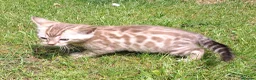 Bengal cats for sale: Stunning snow/silver Bengal kittens - Advert 7