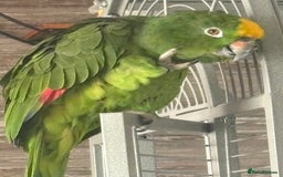 Parrots birds for sale: Yellow crown Amazon Alfie  - Advert 1