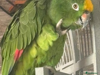 Parrots birds Yellow crown Amazon Alfie - Advert 1