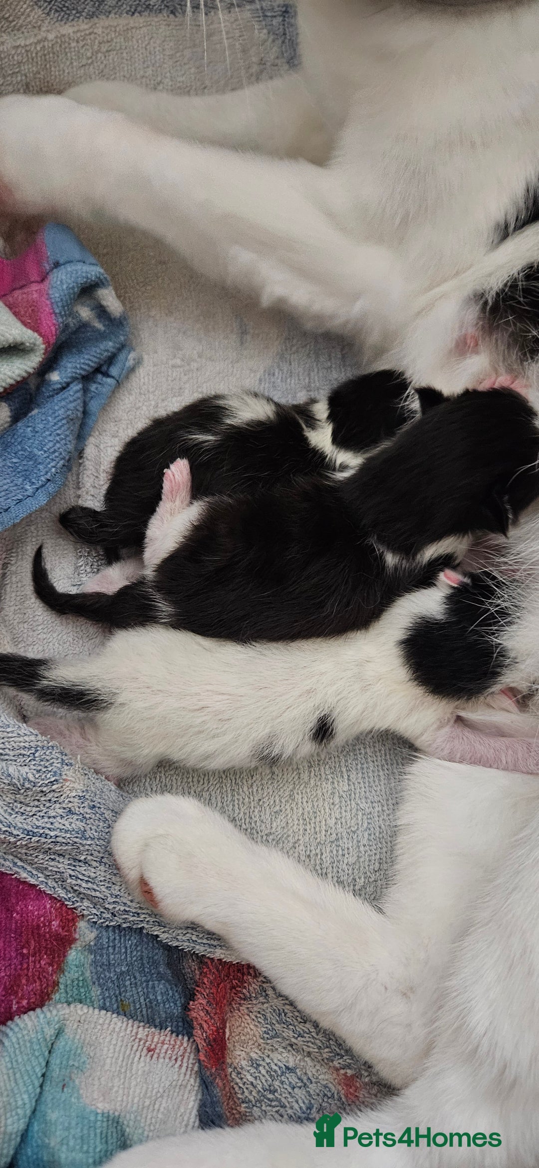 Mixed Breed cats for sale: Gorgeous Half ragdoll kittens - Image 6