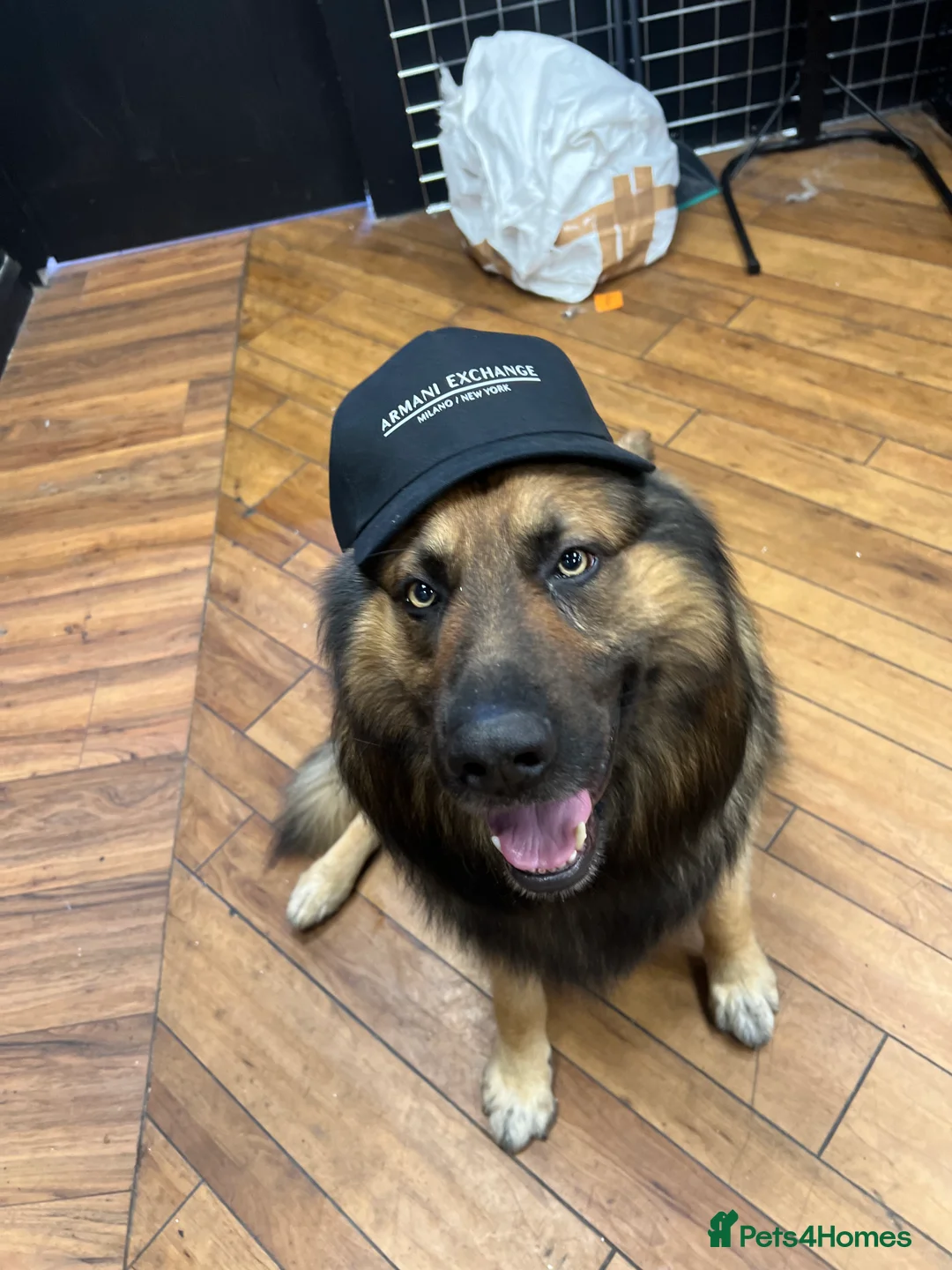 German Shepherd dogs for stud: Zeus available for Stud - Advert 9