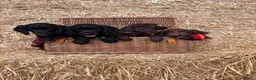 Cocker Spaniel dogs for sale: Working Cocker Spaniel Puppies  - Advert 7