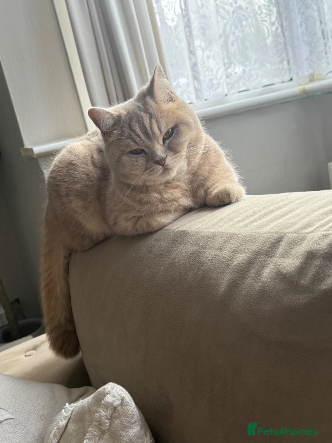 British Shorthair cats for sale: British short hair - Advert 1