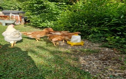 Chickens poultry for sale: Chickens - Image 3