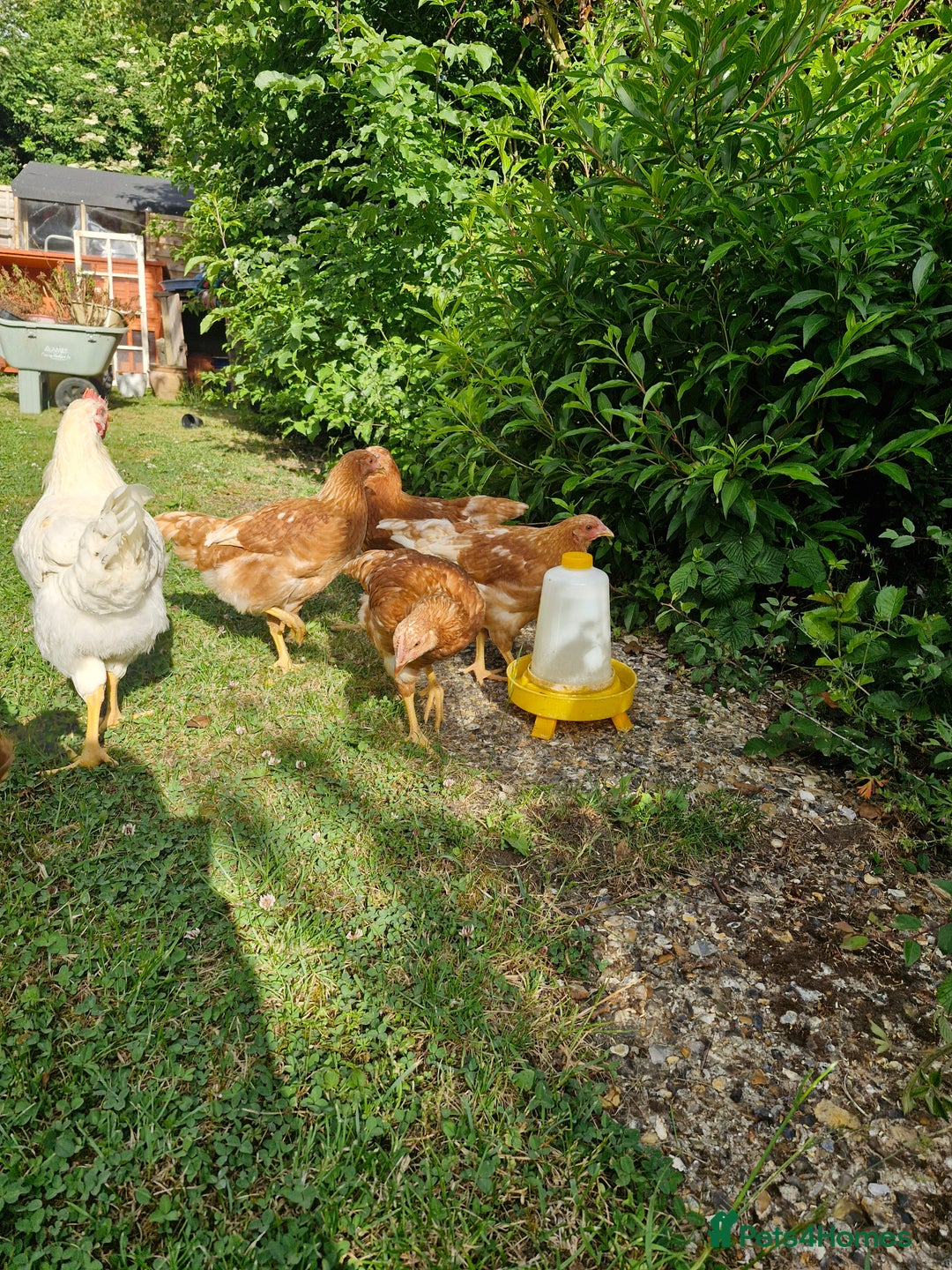 Chickens poultry for sale: Chickens - Image 3